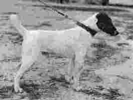 Фокстерьер - любимая собака Матильды Кшесинской